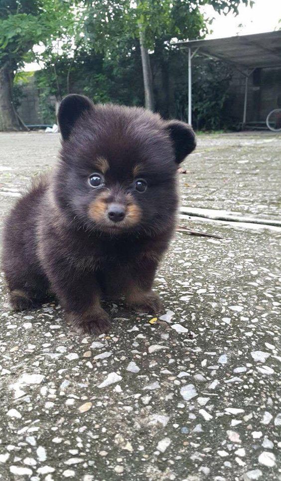 tiny brown bear