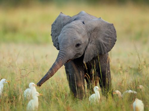 baby elephant and ducklings