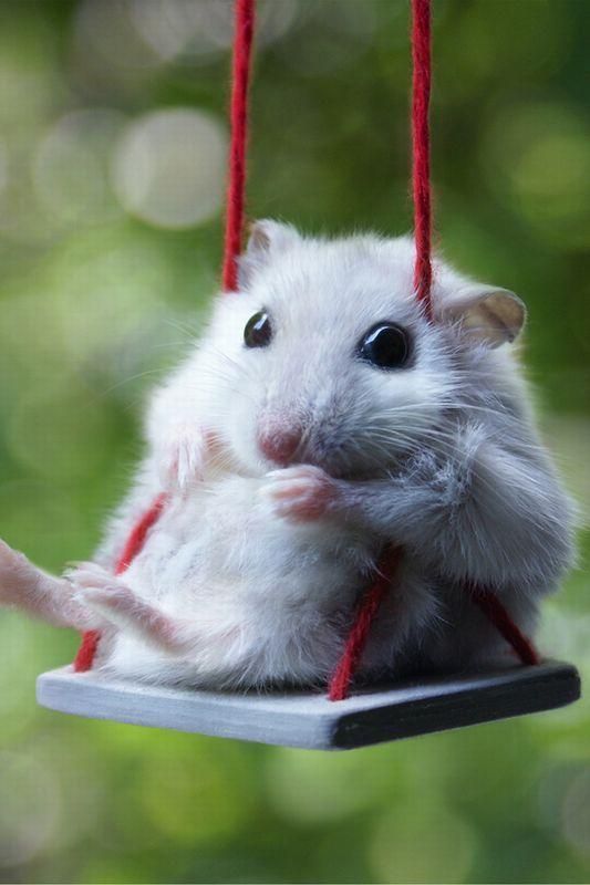 tiny mouse on a swing