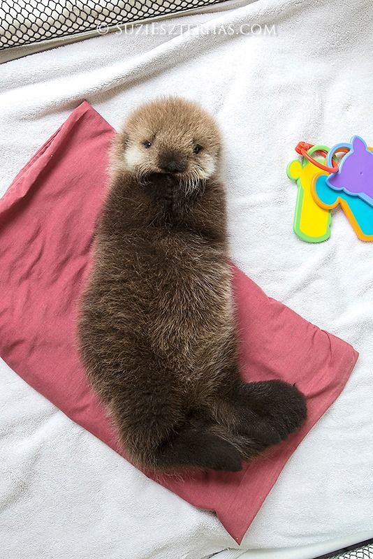 fluffy baby otter