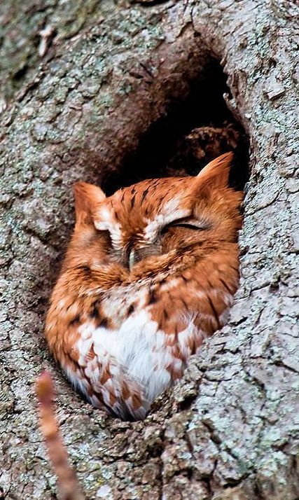 sleeping owl