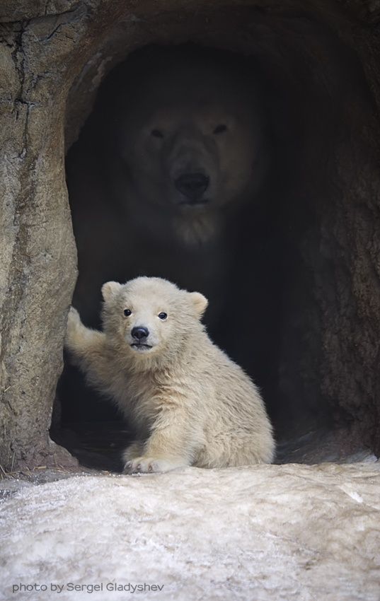 polar bear baby and mama bear